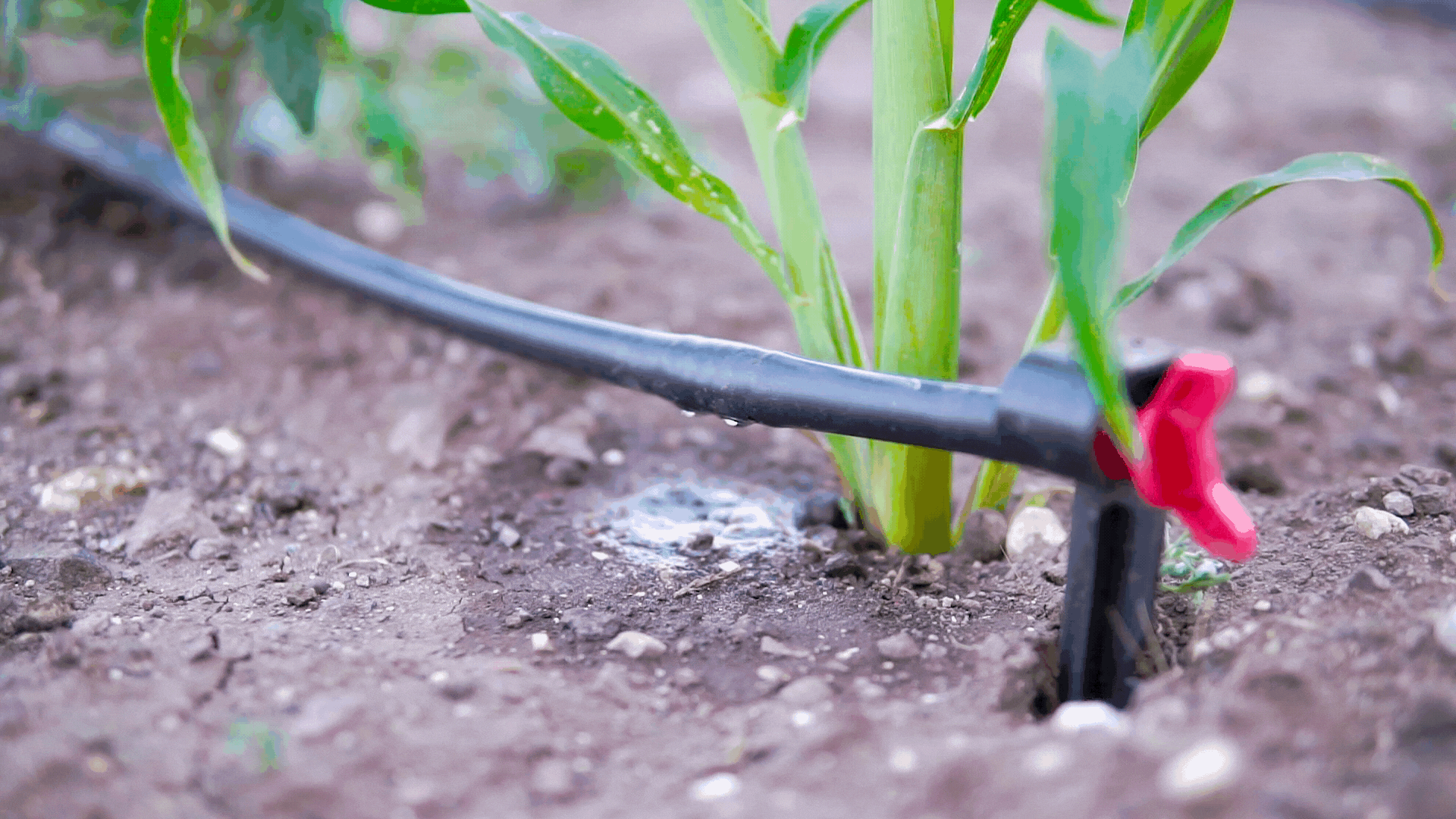 Dripping Irrigation Automation